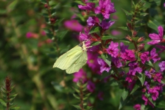 citroenvlinder op Lythrum