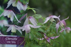 Clematis Willy