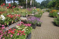 Vaste planten, kleur in ons tuincentrum in Ede