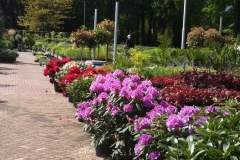 Tuincentrum presentatie van tuinplanten