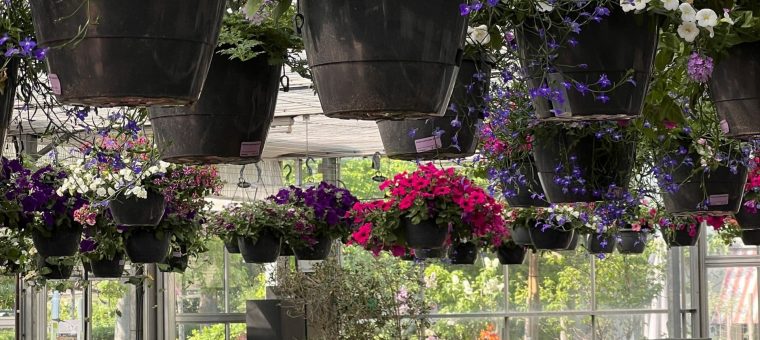 Ze zijn er weer! De Zomerse hangpotten.