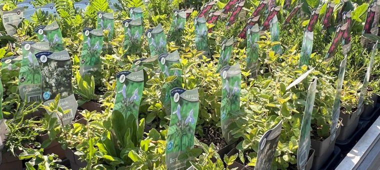 Actie weekend 18,19 & 20 mei. Inheemse Vaste Planten