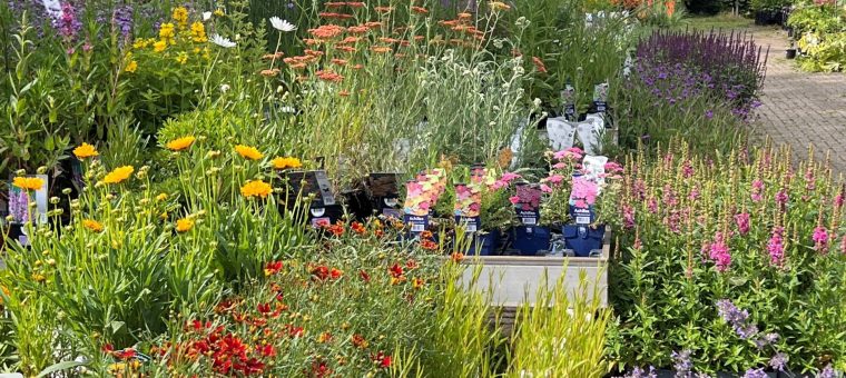 Zet je border vol met vlinderlokkende planten.