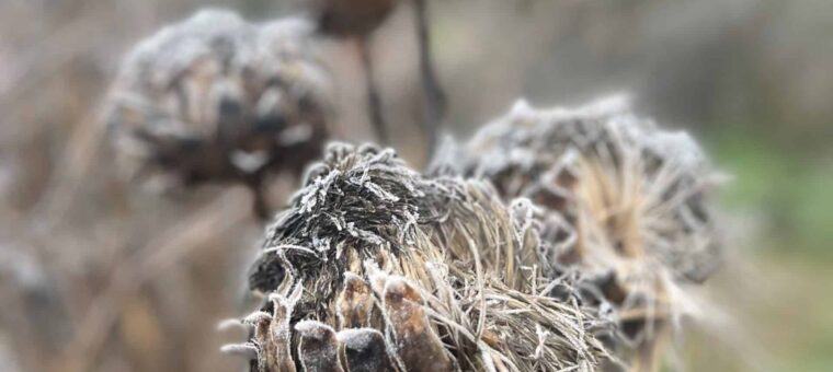 ❄️ Nieuwe winteropening bij De Driesprong